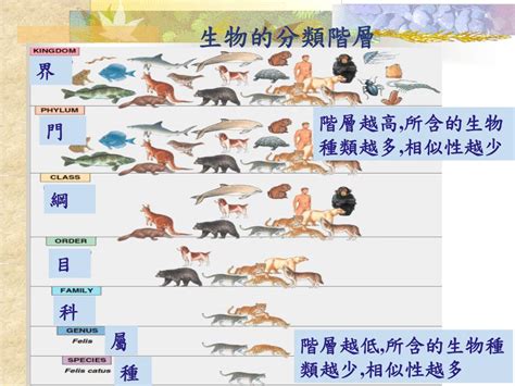 界門綱目科屬種查詢|生物分類學:概念,歷史,基本內容,具體分類,林奈氏分類。